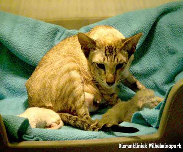 kat keizersnede, de moederpoes wil graag met haar kittens naar huis.dierenkliniek wilhelminapark in utrecht